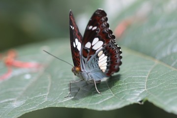 Brown butterfly