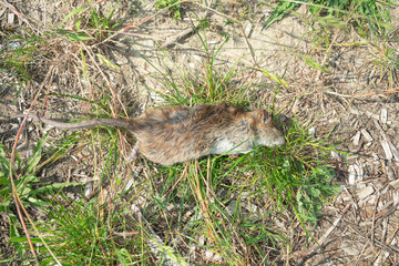 Big dead rat in the roadside probably poisoned