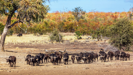 Fototapeta na wymiar African buffalo herd walking in front view in Kruger National park, South Africa ; Specie Syncerus caffer family of Bovidae