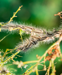 Nest oak processionary caterpillar (Thaumetopoea processionea) in an oak tree. Poisonous hairs are dangerous for human