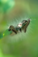 Nest oak processionary caterpillar (Thaumetopoea processionea) in an oak tree. Poisonous hairs are dangerous for human