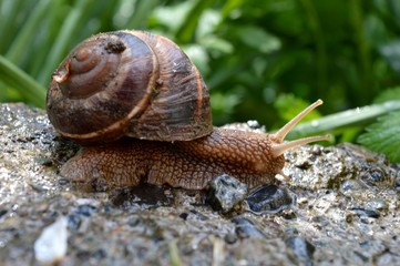 snail after rain on concrete