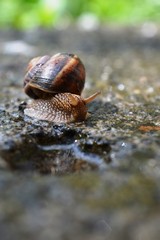 snail after rain on concrete