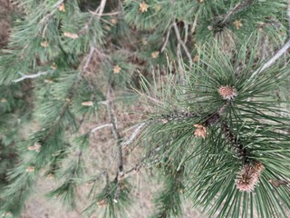 Fir branch with green needles and young cones. Against the background of brown dry needles.