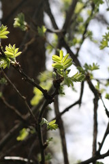 Green Ash Tree Budding Branches
