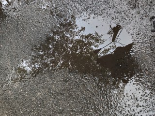 Wet asphalt and puddle with reflection of trees, sky and pillar