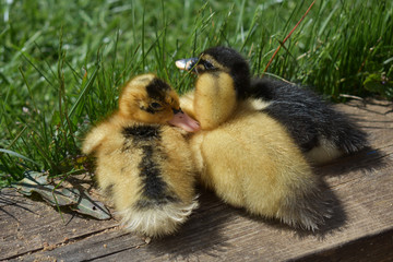 Little ducklings.