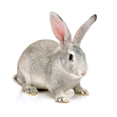 grey rabbit on a white background