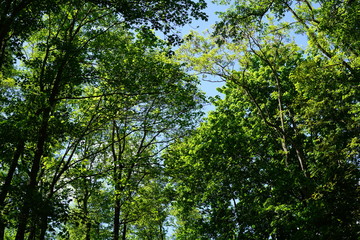 Verschiedene grüne Bäume, blauer Himmel, Sonnenschein