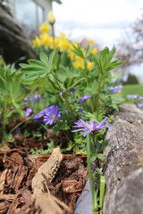 Anemone blanda Balkan anemone Grecian windflower winter windflower Flowers in Garden