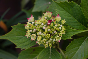 Hortensia floreciendo © Marta