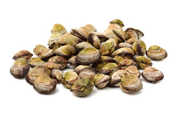 Scapharca subcrenata on white background 
