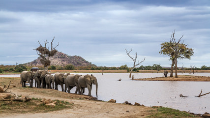 Small group of African bush elephants walking on lake side in Kruger National park, South Africa ;...