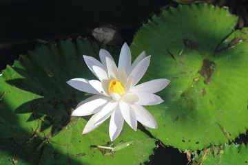 White flower on lily pad