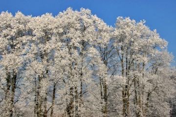 Baumallee im Winter