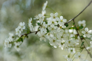 cherry branch with spring flowers