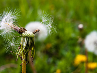 A half-flown dandelion in a spring meadow. Close-up, narrow focus.