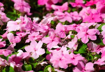 Beautiful pink flowers on the nature
