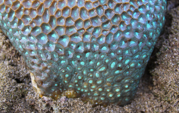 Blue brain coral texture and color at low tide