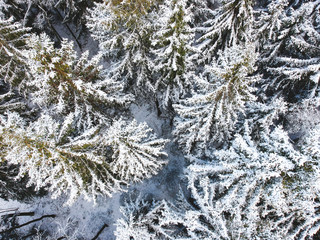 Snow-covered Christmas trees view from high.