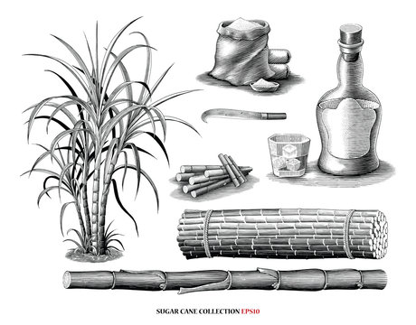 Sugar Cane Tree With Product Collection Illustration Vintage Engraving Style Black And White Clipart Isolated On White Background