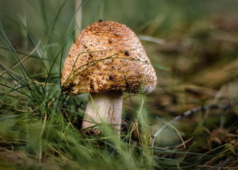 Grzyb w trawie © Krzysztof