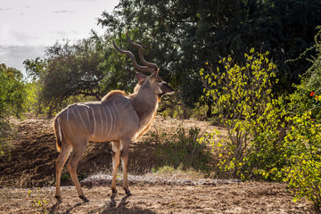 Greater kudu male in green savannah in Kruger National park, South Africa ; Specie Tragelaphus...