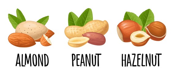 Set whole and half hazelnut, peanut, almond. Vector realistic icon.