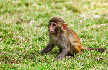 Portrait of a monkey in the park