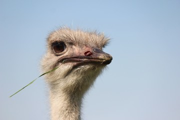 Ostrich