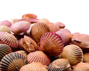 Raw scallop on white background 