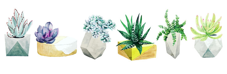 Set of six potted cactus plants and succulents, hand drawn vector © nurofina