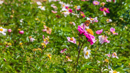 芍薬の花と蝶