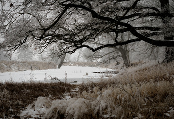 Sylwetki drzew zimą, śnieg, szadź, mgła