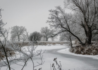 Sylwetki drzew zimą, śnieg, szadź, mgła