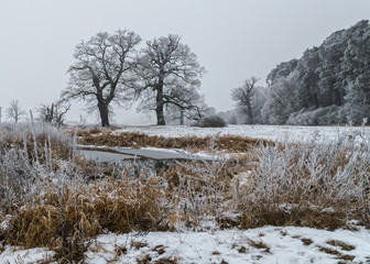 Sylwetki drzew zimą, śnieg, szadź, mgła