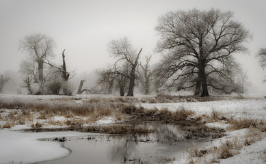 Sylwetki drzew zimą, śnieg, szadź, mgła