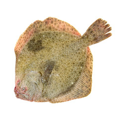 Psetta maxima (Turbot Fish) on white background