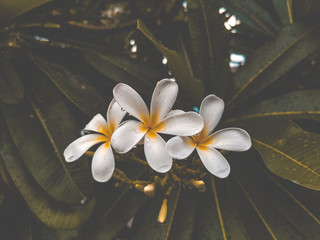 frangipani flower in water