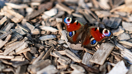 Fototapeta na wymiar red admiral butterfly