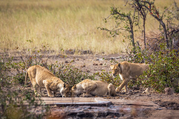 Three African lioness drinking at waterhole in Kruger National park, South Africa ; Specie Panthera leo family of Felidae