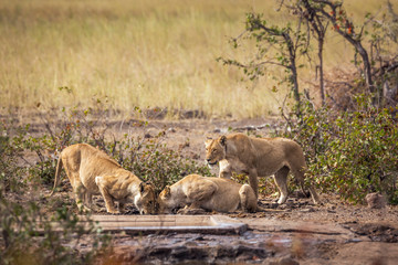 Three African lioness drinking at waterhole in Kruger National park, South Africa ; Specie Panthera leo family of Felidae