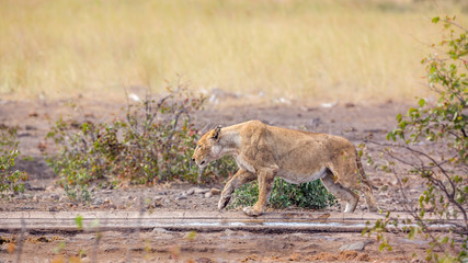 African lioness walking along waterhole after drinking in Kruger National park, South Africa ; Specie Panthera leo family of Felidae