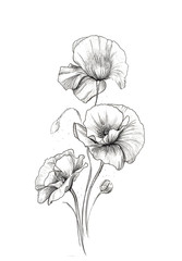 Flower hand drawn poppies. Poppy illustration on white background