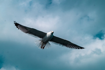 seagull in flight