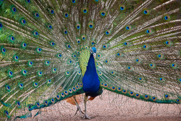 Obraz premium Indian peafowl with open train (Pavo cristatus)