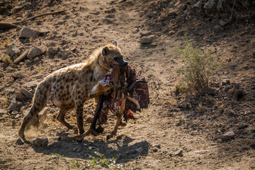 Spotted hyaena carrying rest of impala prey in Kruger National park, South Africa ; Specie Crocuta...