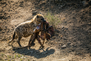 Spotted hyaena carrying rest of impala prey in Kruger National park, South Africa ; Specie Crocuta...