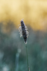 kwiat babki wąskolistnej na zielonym rozmytym tle