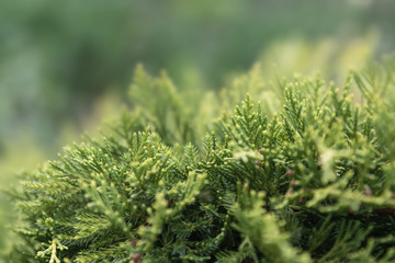Close-up view of a young branch of a thuja bush.